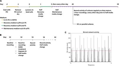 Silencing of Activity During Hypoxia Improves Functional Outcomes in Motor Neuron Networks in vitro